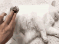 8DA.gif